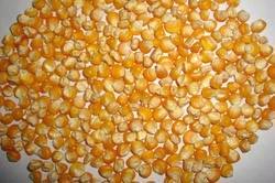 Yellow maize, Moisture Ratio : 14% Aproxx