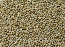 Pearl Millet Seeds