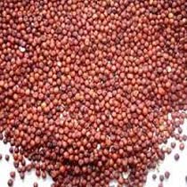 Ragi Seeds