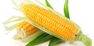 Yellow Maize