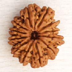 12 Mukhi Nepali Rudraksha Beads, For Bracelet, Color : Brown