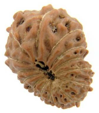 14 Mukhi Java Rudraksha Beads, Color : Brown