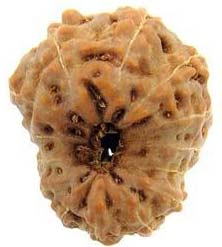 15 Mukhi Java Rudraksha Beads, Color : Brown