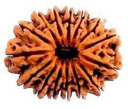 15 Mukhi Nepali Rudraksha Beads, Color : Brown