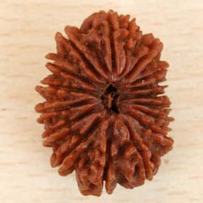 17 Mukhi Nepali Rudraksha Beads, Color : Brown