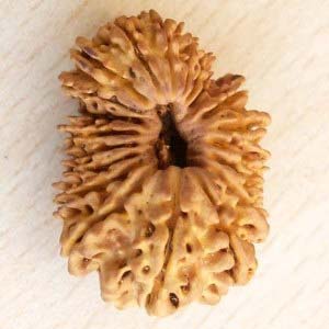 20 Mukhi Java Rudraksha Beads, Color : Brown