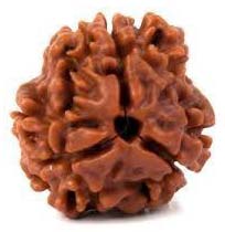 3 Mukhi Nepali Rudraksha Beads, Color : Brown