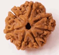 7 Mukhi Nepali Rudraksha Beads, Color : Brown