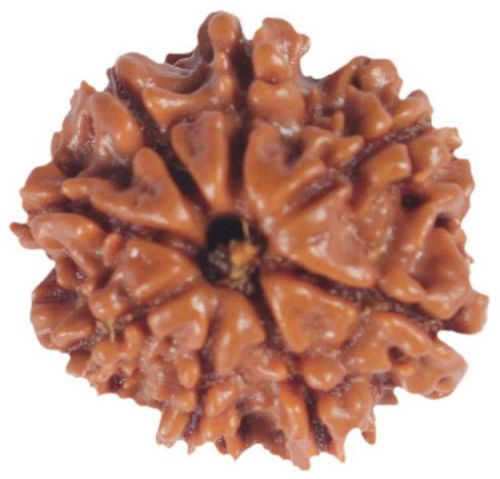 8 Mukhi Java Rudraksha Beads, Color : Brown
