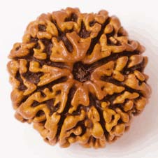 8 Mukhi Nepali Rudraksha Beads, For Spiritual Purpose, Color : Brown