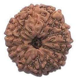 9 Mukhi Java Rudraksha Beads, Color : Brown