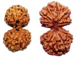 Gauri Shankar Java Rudraksha Beads, Color : Brown