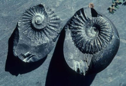 Polished Solid Shaligram Stone, Size : Multisizes