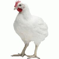 Hen