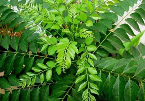 Curry leaves, Material : Curry Leaves