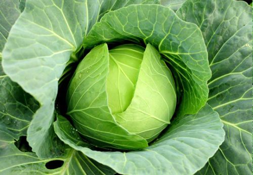 Fresh cabbage, Quality Available : A Grade