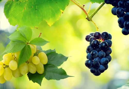 Fresh grapes, Size : Medium