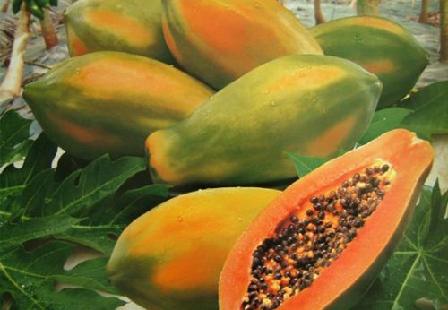 Fresh papaya, Type : Fruit Dice
