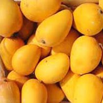 Organic Fresh Mango,fresh Mango