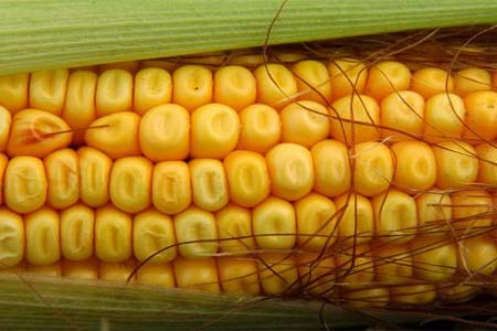 Maize Seeds Form : Seeds