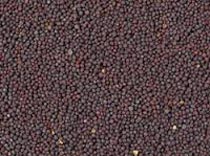 Mustard Seeds, Packaging Type : Jute Bag, Plastic Bag