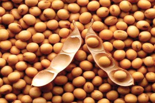 Organic Soybean Seeds, For Animal Feed, Human Consumption, Style : Dried