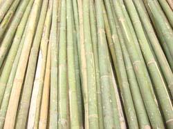 Bamboo Poles