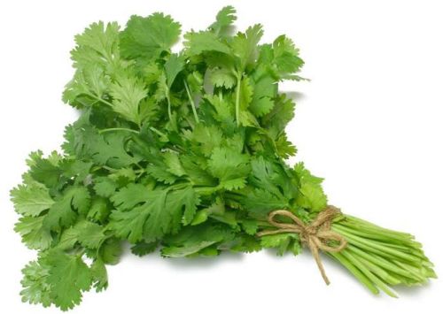 Fresh Coriander Leaves, Color : Dark Green