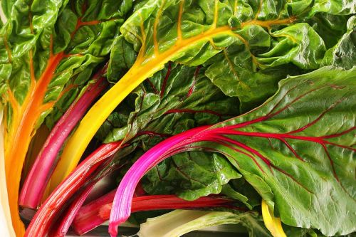 Fresh Swiss Chard
