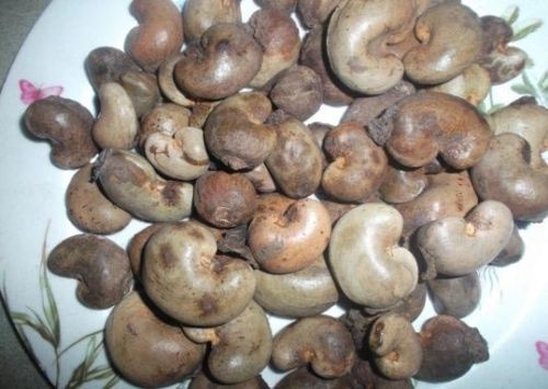 Raw Cashew Nuts, Float Rate : 18% max