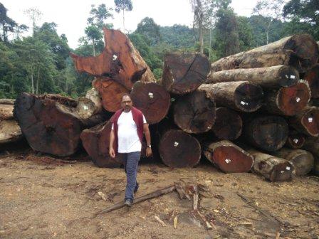 Merbau Sawn Timber