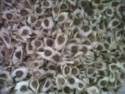 Moringa Seeds, For Medicine, Grade : 1and2