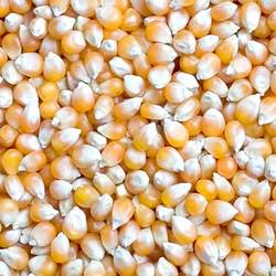 Maize, Weight : 850 Gm