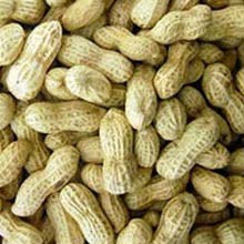 Groundnut seeds