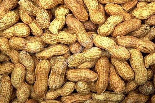 Shelled Groundnuts, Packaging Type : Gunny Bag, Jute Bag