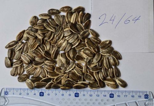 Sunflower seeds