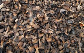 Palm Kernel Shells