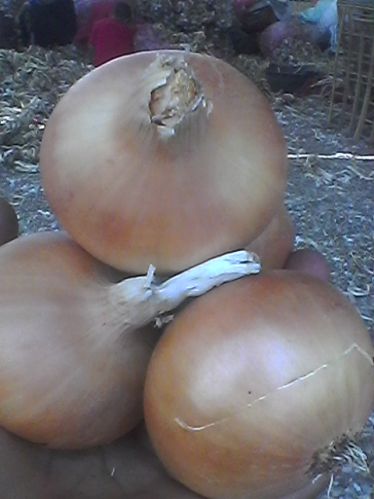 Onions, Brand Name : Professional