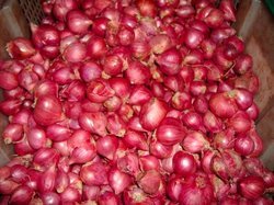 Small Red Onion