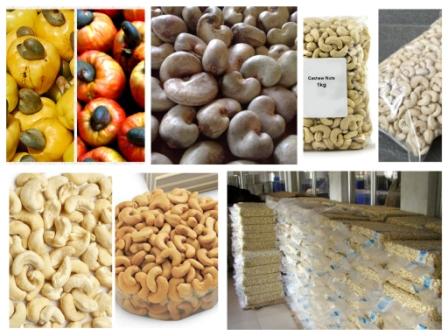 Common Raw Cashew Nuts