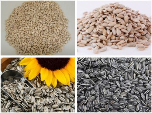 Sunflower seed, Usage/Application : Food Processing