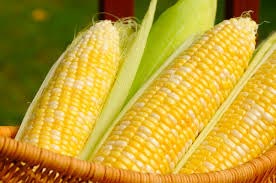 Corn Seeds, Grade : Food Grade