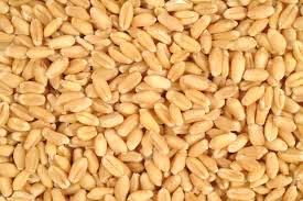 Wheat seeds, Purity : 100%