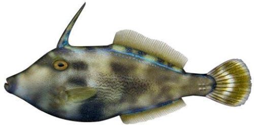 Frozen Leather Jacket Fish