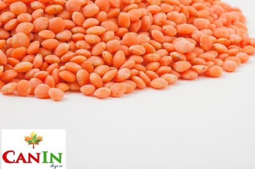 Red lentil