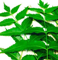 Neem Leaves