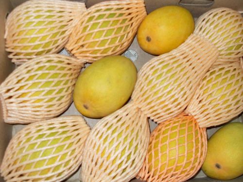 Fresh Fruit - Alphonso Mango, Certification : GAP Certified