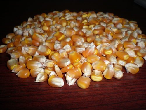 Dried Yellow Corn For Animal Feed