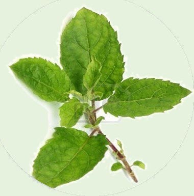 Tulsi (Holy Basil)