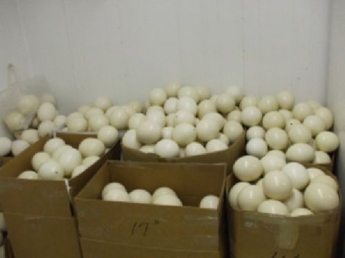 Fertilized Ostrich Eggs